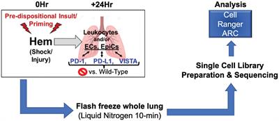 Application of single cell multiomics points to changes in chromatin accessibility near calcitonin receptor like receptor and a possible role for adrenomedullin in the post-shock lung